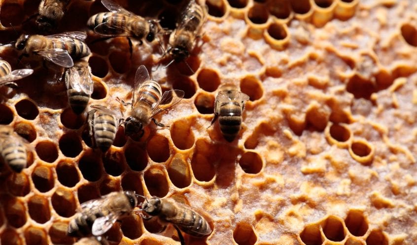 ماهو العسل الملكي أو غذاء ملكات النحل
