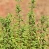 12 فائدة لنبات البردقوش Origanum Majorana واضراره الجانبية