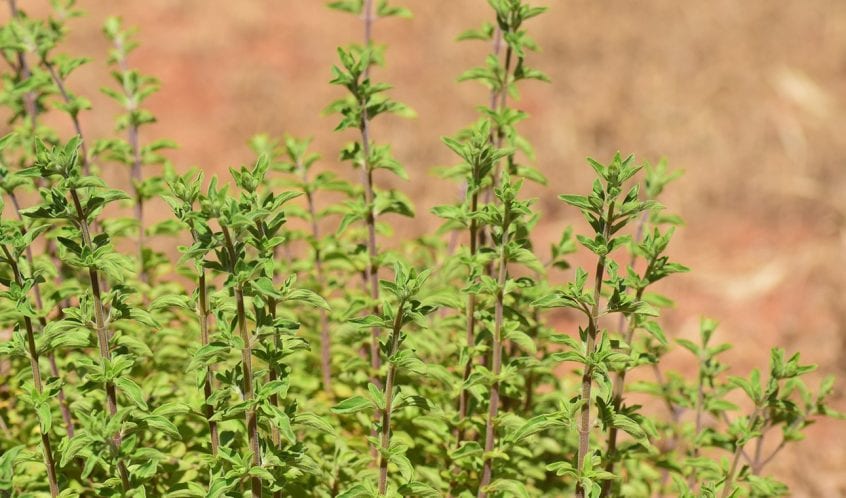 12 فائدة لنبات البردقوش Origanum Majorana واضراره الجانبية